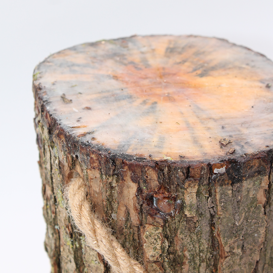 Lion's Mane Mushroom Grow Kit - Inoculated Log