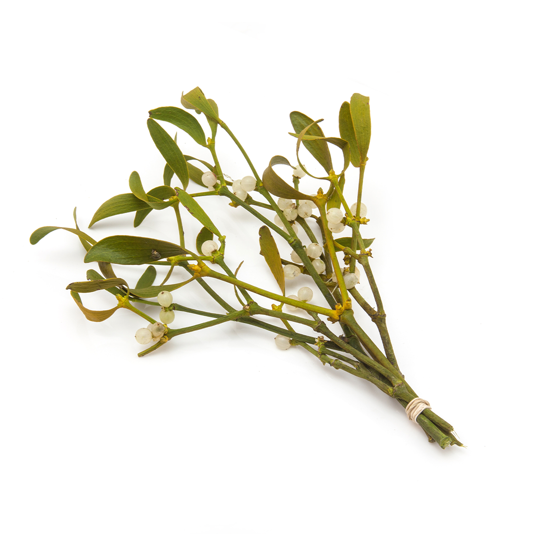 Fresh British Mistletoe