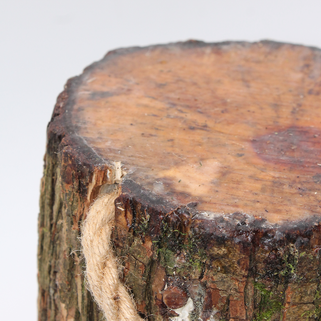 Oyster Mushroom Grow Kit - Inoculated Log