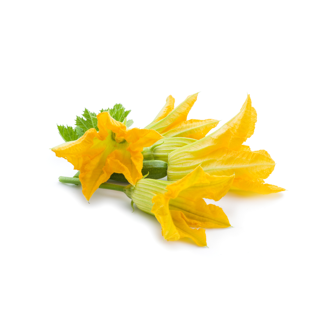 Fresh Zucchini Flowers