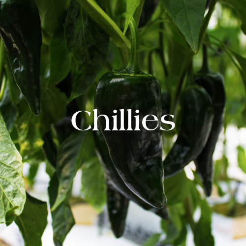 Chillies