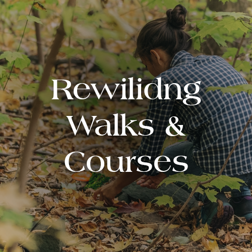 Rewilding Walks & Courses – Bucksbury Farm
