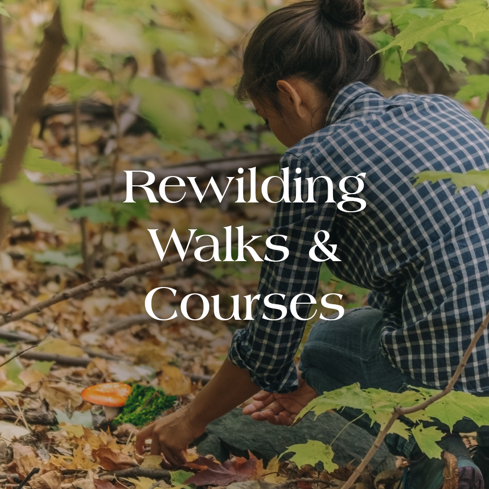 Rewilding Walks & Courses