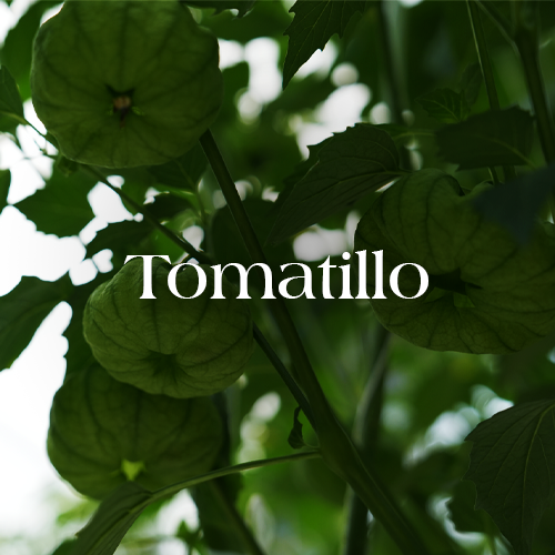 Tomatillo