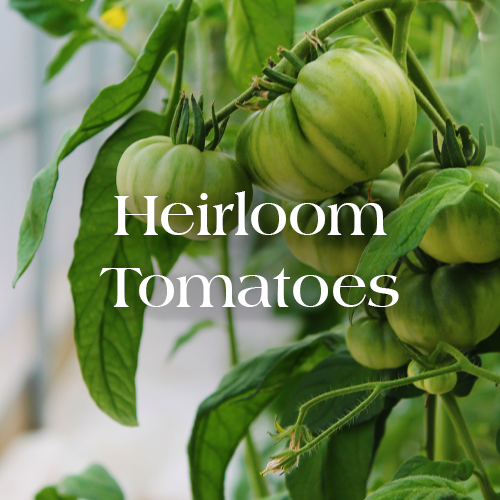 Heirloom Tomatoes