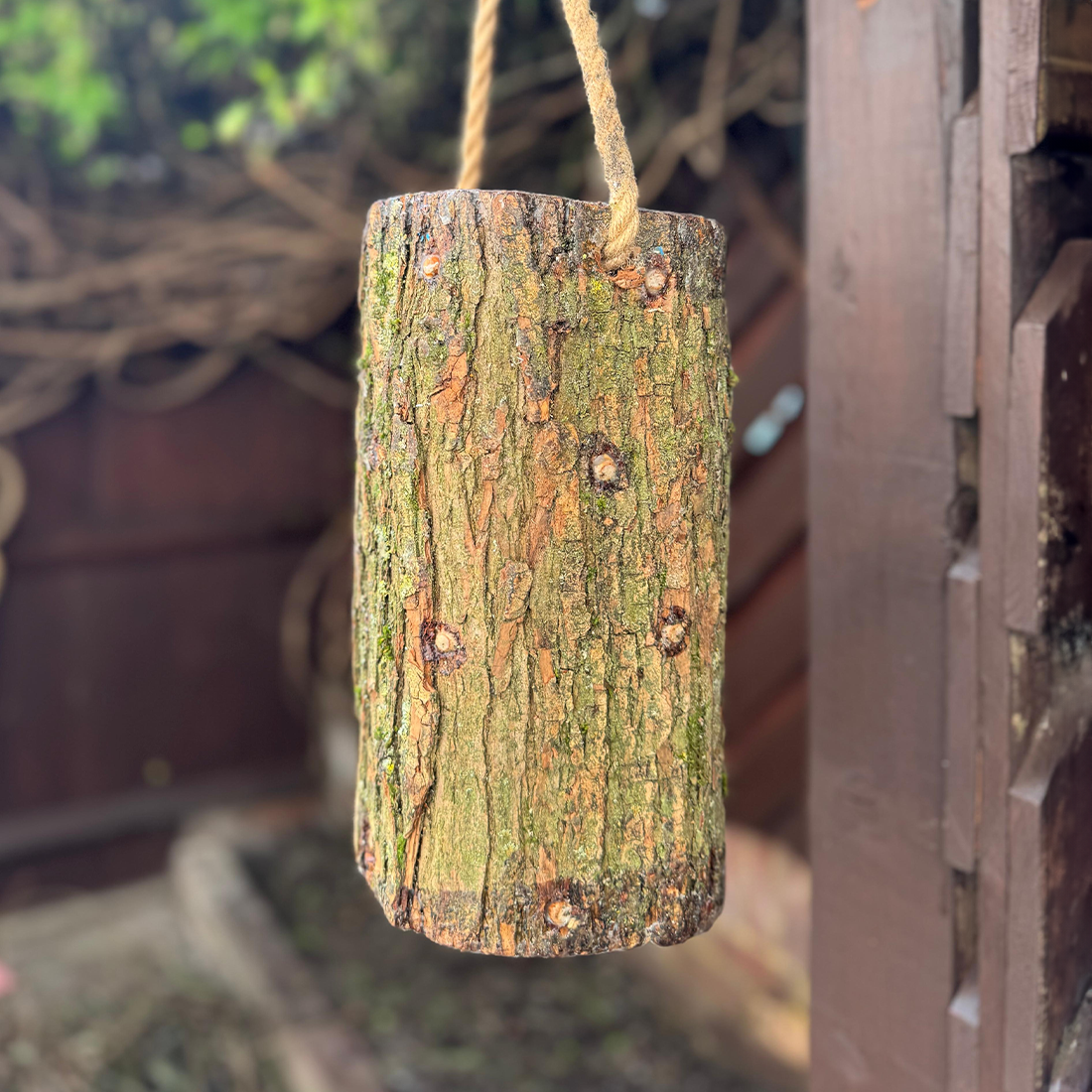 Lion's Mane Mushroom Grow Kit - Inoculated Log