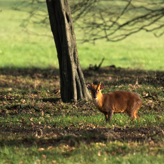 Animal Tracking Course