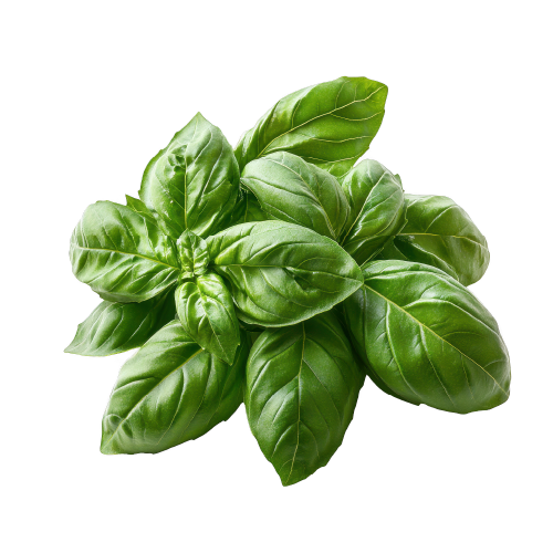 Fresh Basil