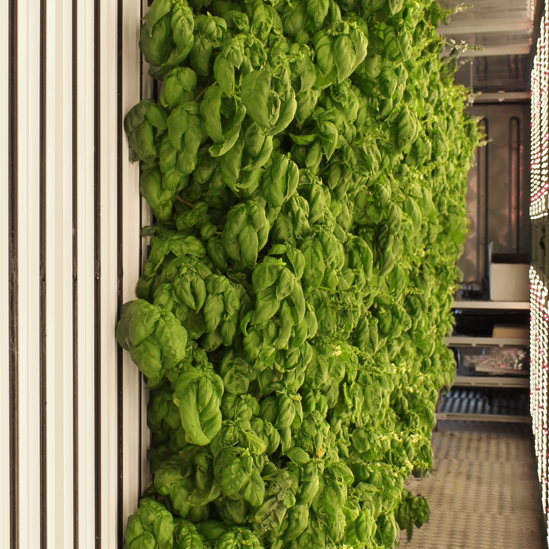 Fresh Basil