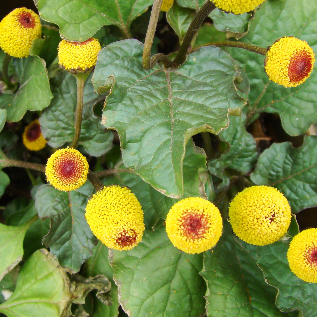 Fresh Electric Daisies