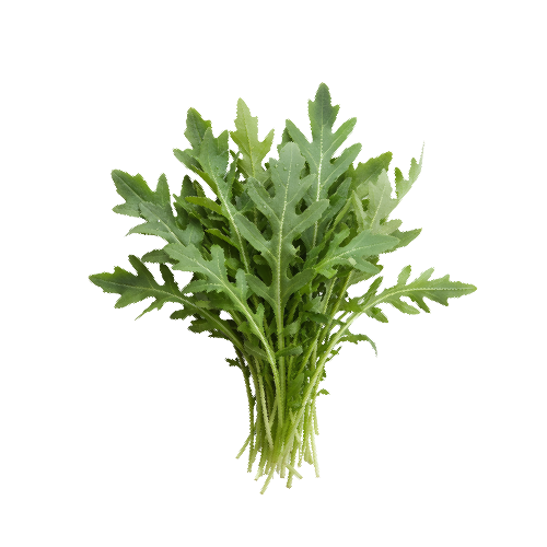 Fresh Rocket