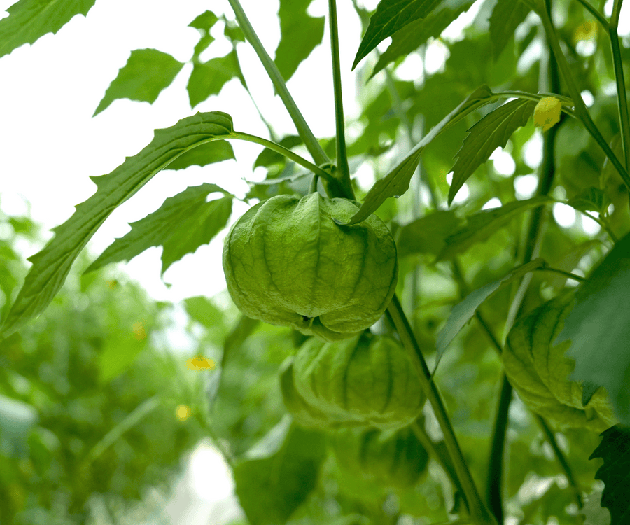 Tomatillos